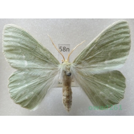 Geometra papilionaria (Linnaeus, 1758) Czech58n